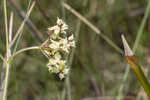 Southern milkweed